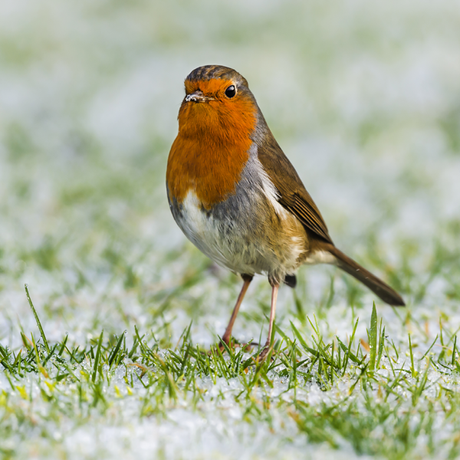 Winter gardening...