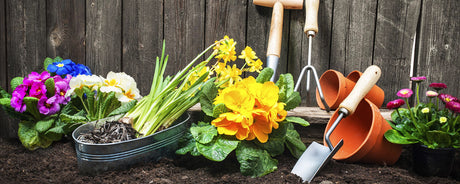 Dandy's Spring Gardening Tips