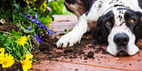 Dandy's "No Dig" Gardening