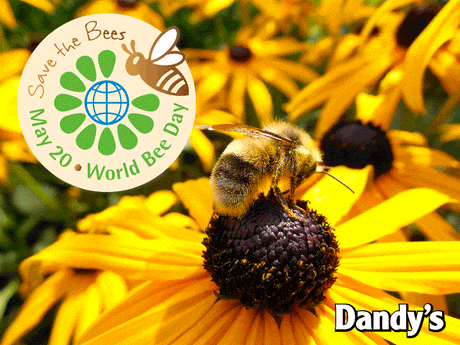 Save the Bees! World Bee Day May 20th 2018