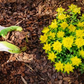 Dandys Bark Chippings and Garden Mulch