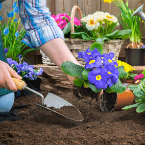 Dandy's Topsoil & Compost