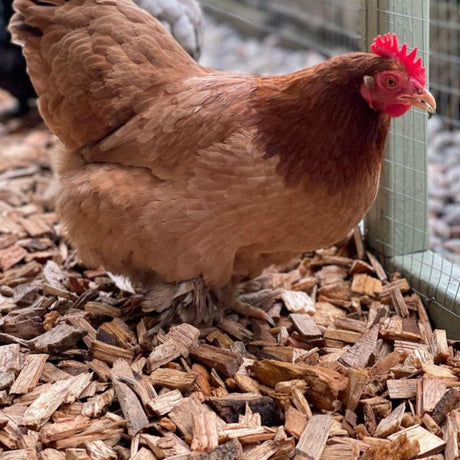 Dandy's Chicken Coop Chips. Image by @WillowRoseCoggins