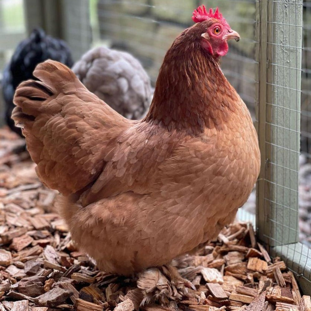 Dandy's Chicken Coop Chips. Image by @WillowRoseCoggins