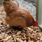 Chicken Coop wood chippings from Dandy's. Image by @WillowRoseCoggins