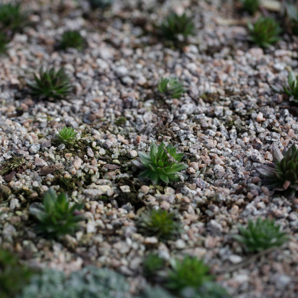 Horticultural Grit