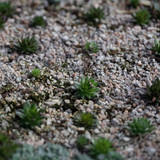 Horticultural Grit