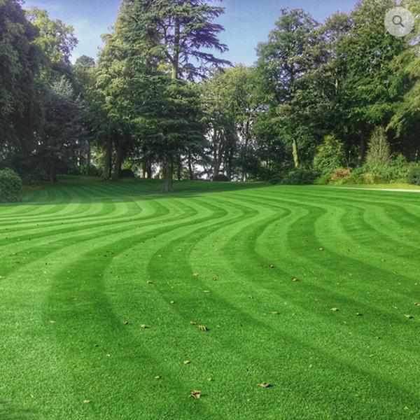 Hardwearing Grass Seed.