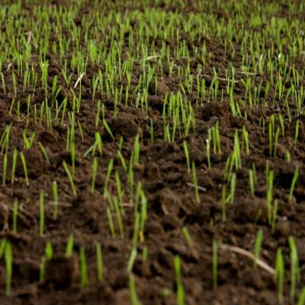 Lawn in a Bag - Soil and Seed mix.