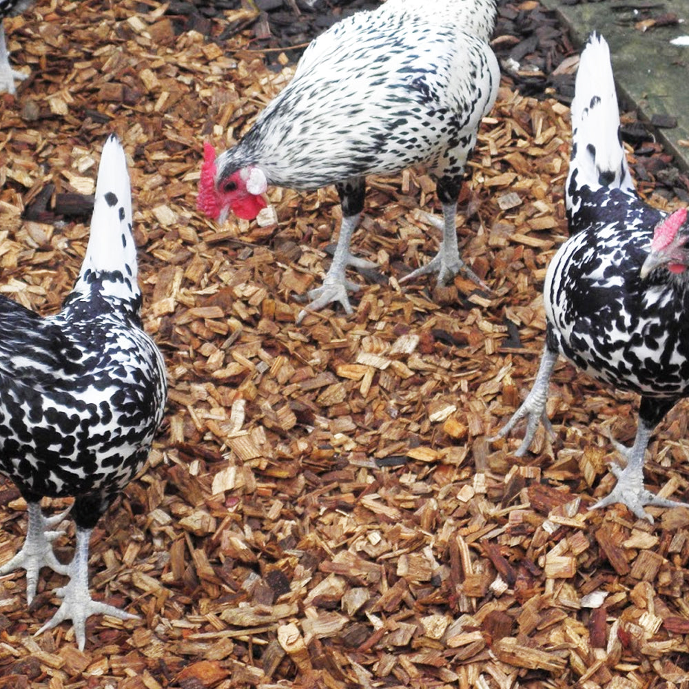 Dandy's Chicken Coop Chips for chicken runs and houses