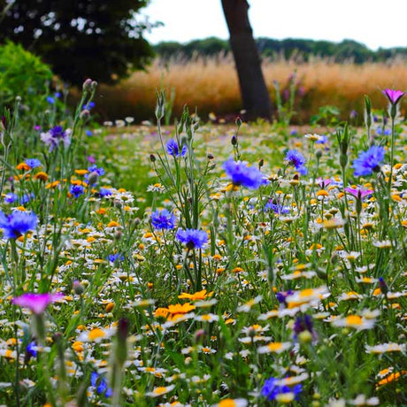 Dandy's Topsoil & Landscape Supplies.